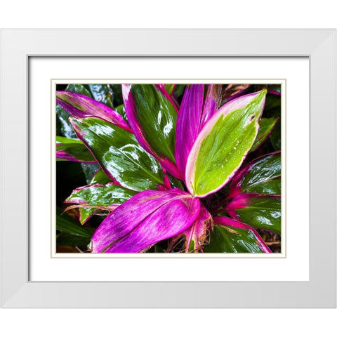 Leaf Spray White Modern Wood Framed Art Print with Double Matting by Nebula, Melissa