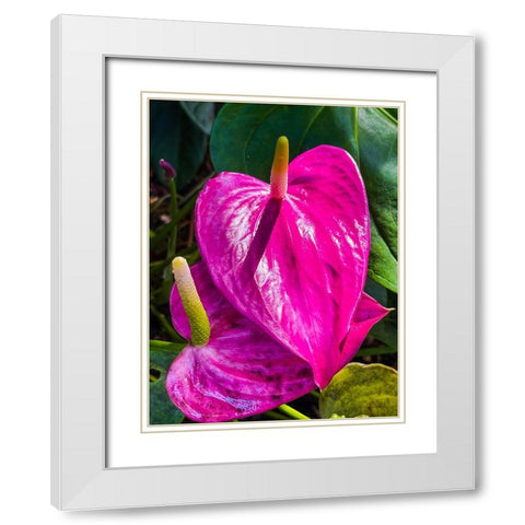 Heartfelt Anthurium White Modern Wood Framed Art Print with Double Matting by Nebula, Melissa