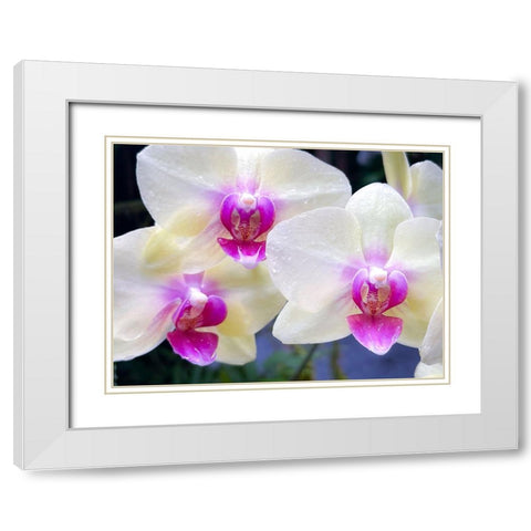Orchid Cleanse White Modern Wood Framed Art Print with Double Matting by Nebula, Melissa