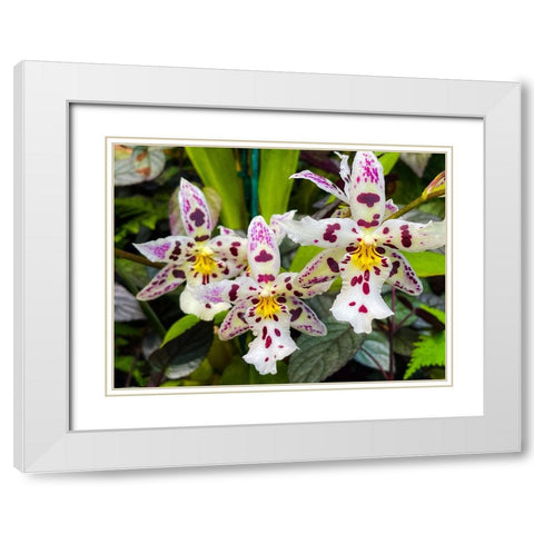 Look At Me Orchids White Modern Wood Framed Art Print with Double Matting by Nebula, Melissa