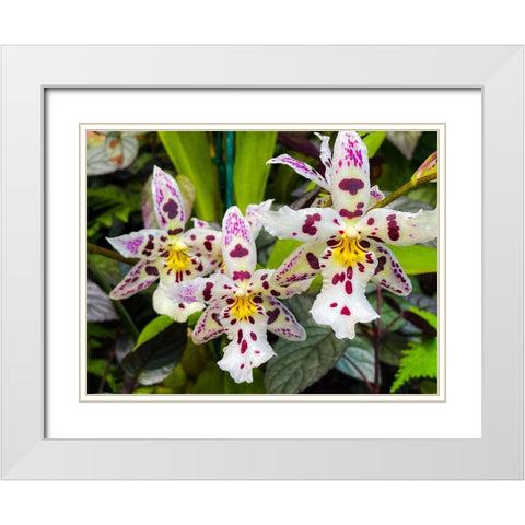 Look At Me Orchids White Modern Wood Framed Art Print with Double Matting by Nebula, Melissa