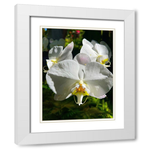 Orchid Peace In White White Modern Wood Framed Art Print with Double Matting by Nebula, Melissa