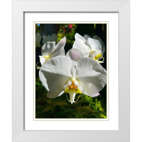 Orchid Peace In White White Modern Wood Framed Art Print with Double Matting by Nebula, Melissa