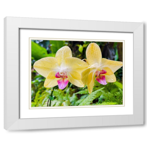 Orchid peace In Yellow White Modern Wood Framed Art Print with Double Matting by Nebula, Melissa
