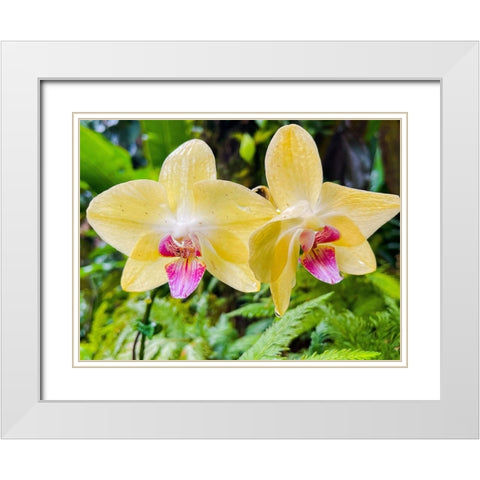 Orchid peace In Yellow White Modern Wood Framed Art Print with Double Matting by Nebula, Melissa
