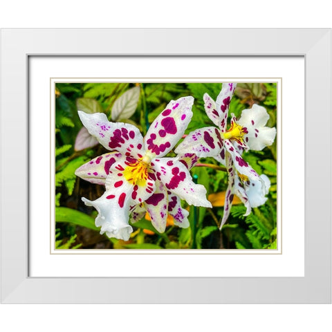 Smiley Orchid White Modern Wood Framed Art Print with Double Matting by Nebula, Melissa