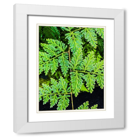 Evergreen Lace White Modern Wood Framed Art Print with Double Matting by Nebula, Melissa