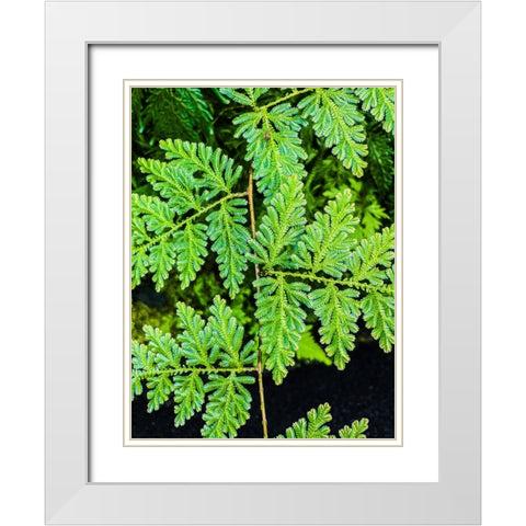 Evergreen Lace White Modern Wood Framed Art Print with Double Matting by Nebula, Melissa