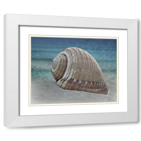 Shell Ray Soaking White Modern Wood Framed Art Print with Double Matting by Prime, Marcus