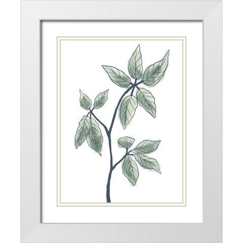 Illustrated Botanicals White Modern Wood Framed Art Print with Double Matting by Prime, Marcus