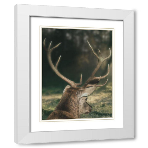 Wandering Buck White Modern Wood Framed Art Print with Double Matting by Prime, Marcus