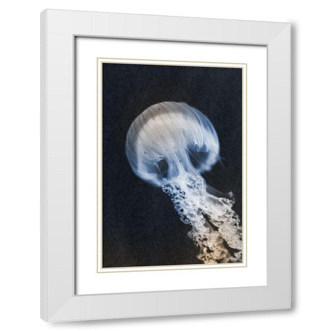 Floating Queen 2 White Modern Wood Framed Art Print with Double Matting by Prime, Marcus
