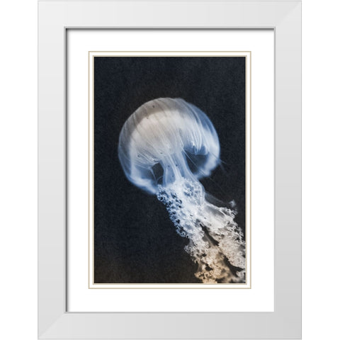 Floating Queen 2 White Modern Wood Framed Art Print with Double Matting by Prime, Marcus