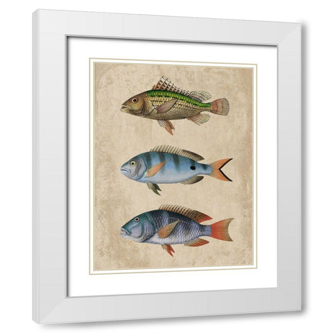 Fish Friends 1 White Modern Wood Framed Art Print with Double Matting by Prime, Marcus
