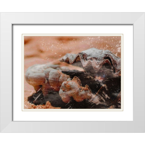 Shiny Oyster 1 White Modern Wood Framed Art Print with Double Matting by Prime, Marcus