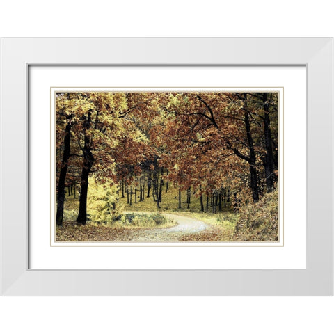 Wilderness Walk 1 White Modern Wood Framed Art Print with Double Matting by Prime, Marcus