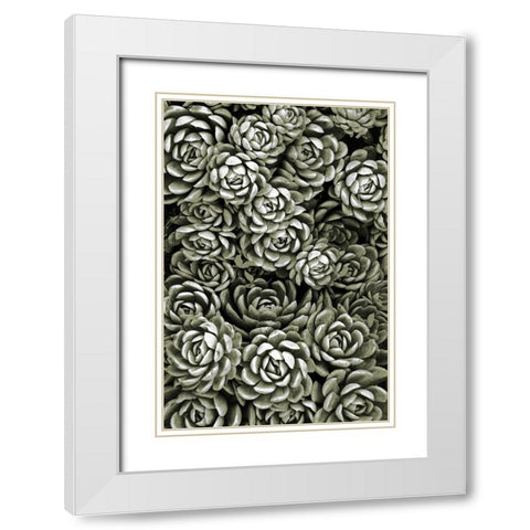 Botanical Farm 1 White Modern Wood Framed Art Print with Double Matting by Prime, Marcus