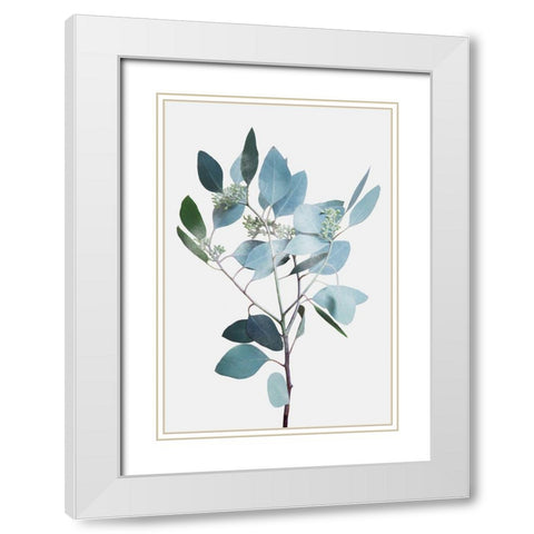 Misty Eucalyptus 2 White Modern Wood Framed Art Print with Double Matting by Prime, Marcus