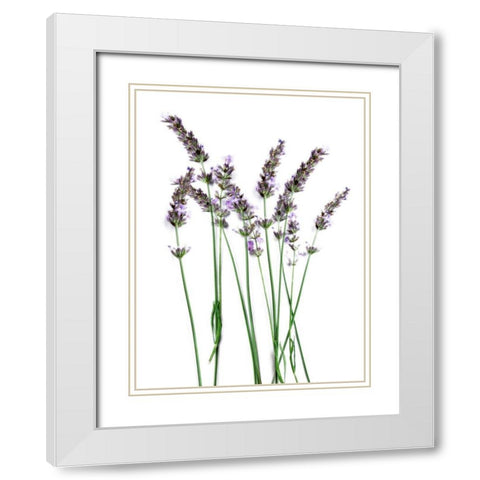 Lavender Desires White Modern Wood Framed Art Print with Double Matting by Prime, Marcus