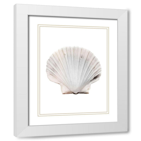 Calming Shell White Modern Wood Framed Art Print with Double Matting by Prime, Marcus