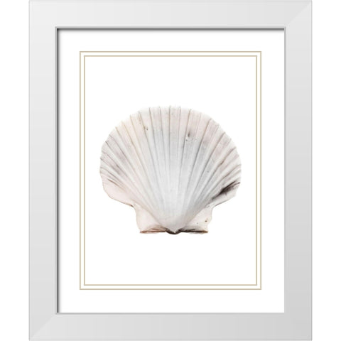 Calming Shell White Modern Wood Framed Art Print with Double Matting by Prime, Marcus