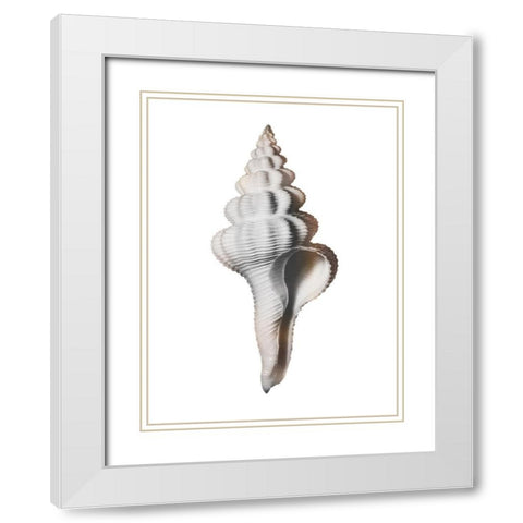 Calming Spiral Shell White Modern Wood Framed Art Print with Double Matting by Prime, Marcus