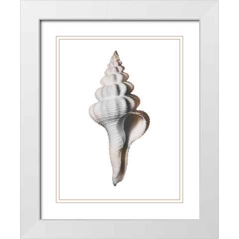 Calming Spiral Shell White Modern Wood Framed Art Print with Double Matting by Prime, Marcus