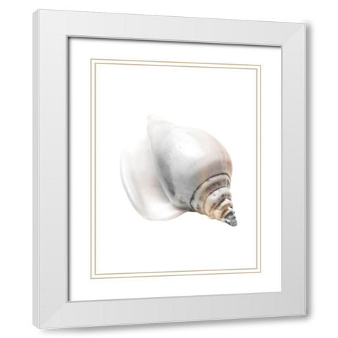 Calming Nautilus Shell White Modern Wood Framed Art Print with Double Matting by Prime, Marcus