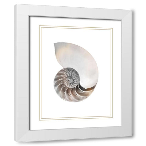 Calming Spiral Shell White Modern Wood Framed Art Print with Double Matting by Prime, Marcus
