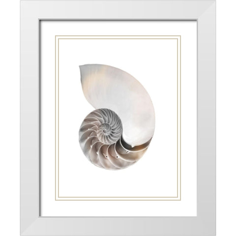 Calming Spiral Shell White Modern Wood Framed Art Print with Double Matting by Prime, Marcus