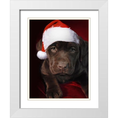 Christmas Pup 1 White Modern Wood Framed Art Print with Double Matting by Prime, Marcus