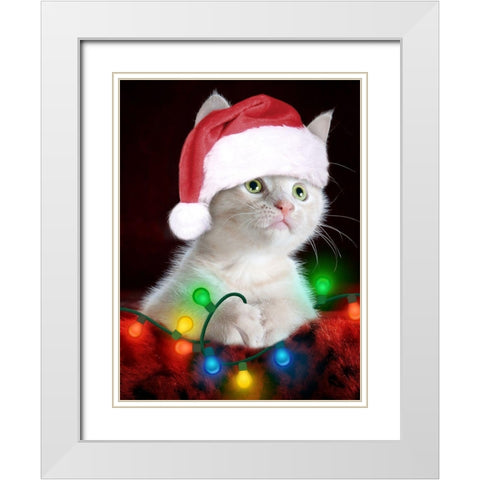Christmas Kitten White Modern Wood Framed Art Print with Double Matting by Prime, Marcus