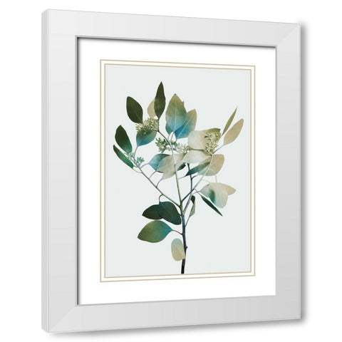 Blonde Eucalyptus 1 White Modern Wood Framed Art Print with Double Matting by Prime, Marcus