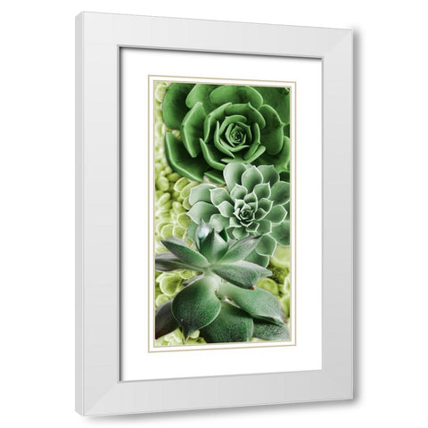Adored Succulents 5 White Modern Wood Framed Art Print with Double Matting by Prime, Marcus