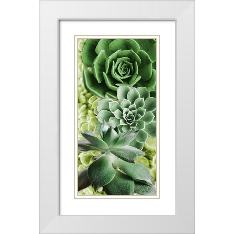 Adored Succulents 5 White Modern Wood Framed Art Print with Double Matting by Prime, Marcus