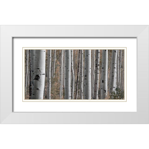 Birch Dream White Modern Wood Framed Art Print with Double Matting by Prime, Marcus