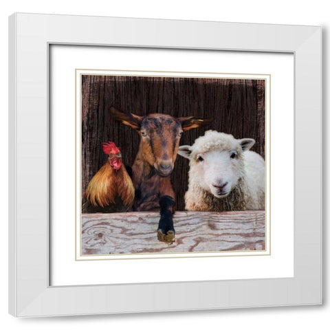 Farm Life White Modern Wood Framed Art Print with Double Matting by Prime, Marcus