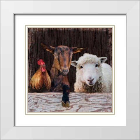 Farm Life White Modern Wood Framed Art Print with Double Matting by Prime, Marcus