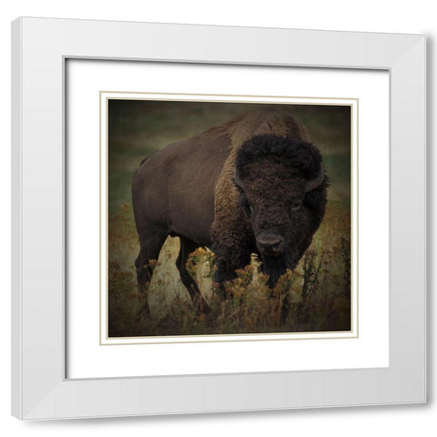 Vigilant Bison White Modern Wood Framed Art Print with Double Matting by Prime, Marcus