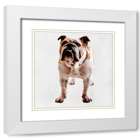 Yearning Bulldog White Modern Wood Framed Art Print with Double Matting by Prime, Marcus