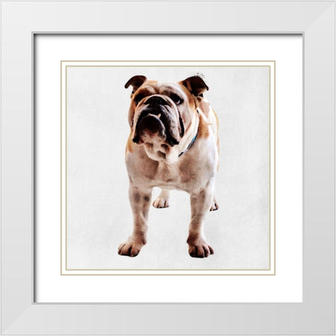 Yearning Bulldog White Modern Wood Framed Art Print with Double Matting by Prime, Marcus