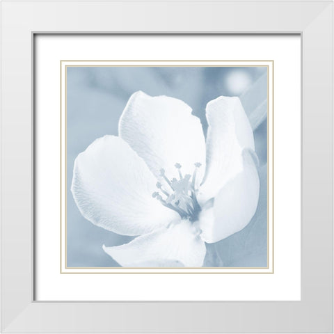 Blooming Love 1 White Modern Wood Framed Art Print with Double Matting by Prime, Marcus