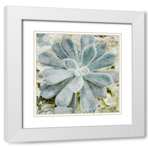 Adored Succulents White Modern Wood Framed Art Print with Double Matting by Prime, Marcus