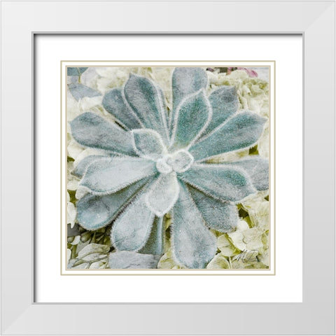 Adored Succulents White Modern Wood Framed Art Print with Double Matting by Prime, Marcus