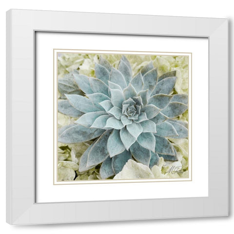 Adored Succulents 2 White Modern Wood Framed Art Print with Double Matting by Prime, Marcus