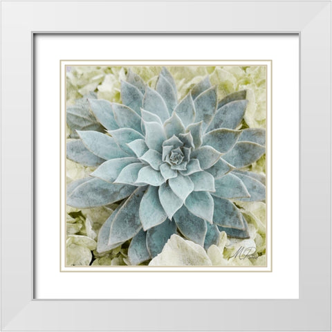 Adored Succulents 2 White Modern Wood Framed Art Print with Double Matting by Prime, Marcus