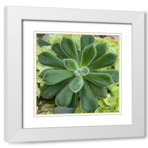 Adored Succulents 4 White Modern Wood Framed Art Print with Double Matting by Prime, Marcus