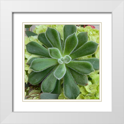 Adored Succulents 4 White Modern Wood Framed Art Print with Double Matting by Prime, Marcus