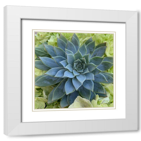 Adored Succulents 4 White Modern Wood Framed Art Print with Double Matting by Prime, Marcus