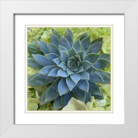 Adored Succulents 4 White Modern Wood Framed Art Print with Double Matting by Prime, Marcus